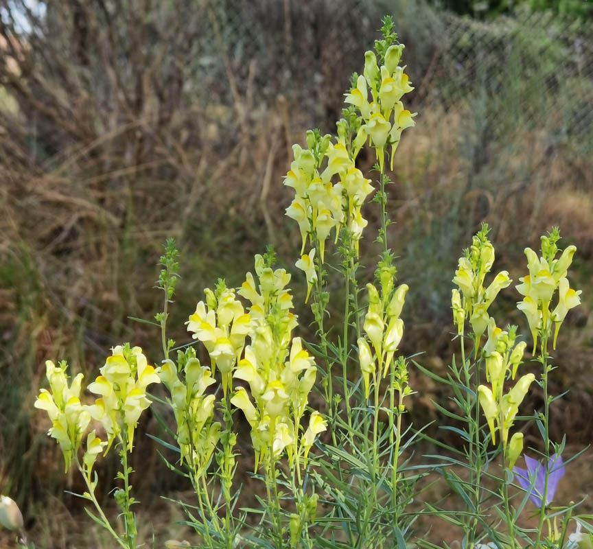 Linaria vulgaris